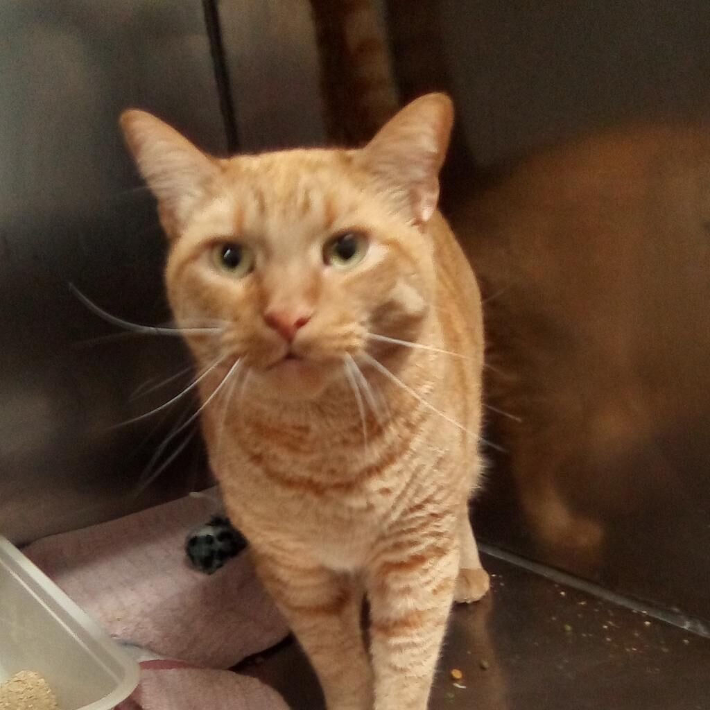 St. Lucie County Pet of the Week - Week of Oct. 8, 2021